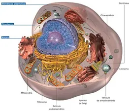Wie die verschiedene Zellorganellen entstanden sein können