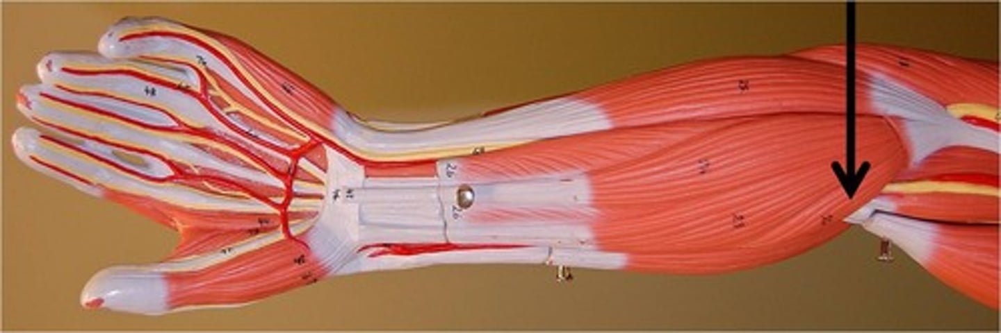 <p>elbow flexion, forearm pronation</p>