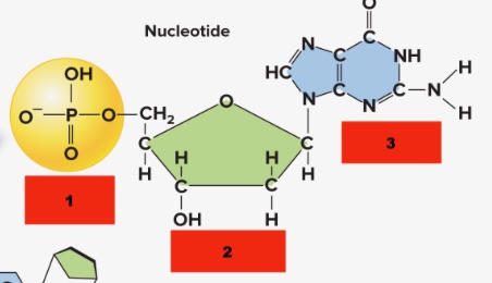 <p>Label parts of a <strong>nucleotide</strong></p>