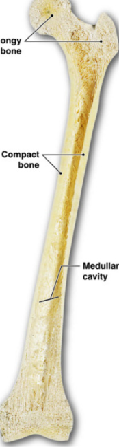<p>Compact vs. Spongy</p><ul><li><p>Compact: outside, dense </p></li><li><p>Spongy: inside, “cobweb”</p></li></ul><p></p><p>Long vs. Flat</p><p>Long: all limbs, hallowed chamber, no spongy </p><ul><li><p><strong>Epiphysis</strong></p><ul><li><p>ends of bone </p></li><li><p><strong>spongy bone</strong></p></li></ul></li></ul><ul><li><p><strong>Diaphysis</strong></p><ul><li><p>long shaft</p></li><li><p>no spongy bone</p></li><li><p>medullary cavity: hollow insides </p></li></ul></li></ul><p></p><p>Flat: skull and ribs</p><ul><li><p>interior is spongy bone</p></li></ul><p></p>