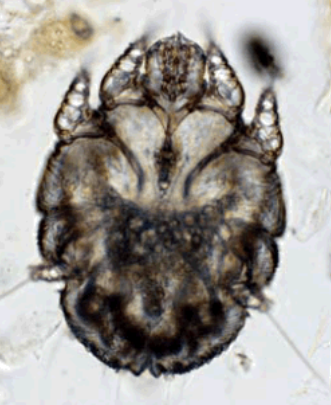 term image