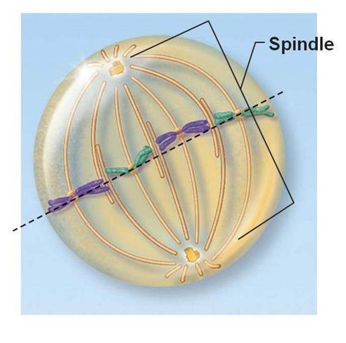 <p>Identify this phase</p>