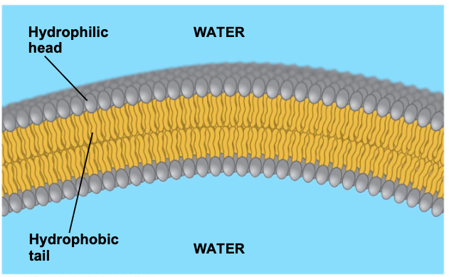 <p>self assemble into a bilayer, with the hydrophobic tails pointing toward the interior </p>