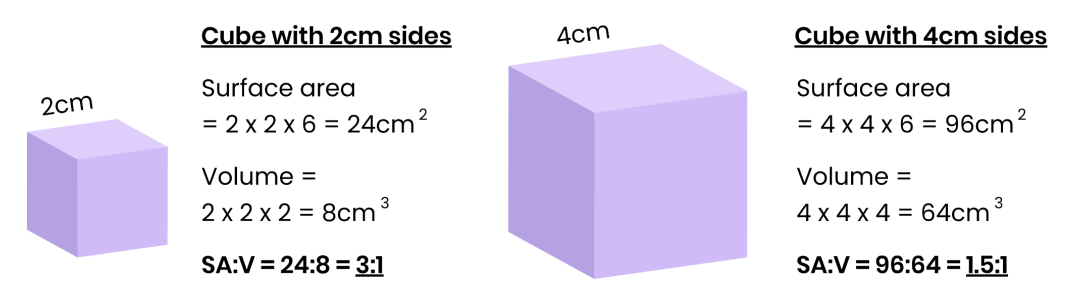 <p>Divide surface area (size length x side width x number of sides) by volume (length x width x depth).<br><br></p>