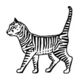 <p>Mackerel tabby </p><ul><li><p>similar to tiger stripes </p></li><li><p>very common as dominant gene</p></li><li><p>stripes evenly spaces, run vertically</p></li><li><p>usually thick stripe along spine</p></li></ul><p></p>