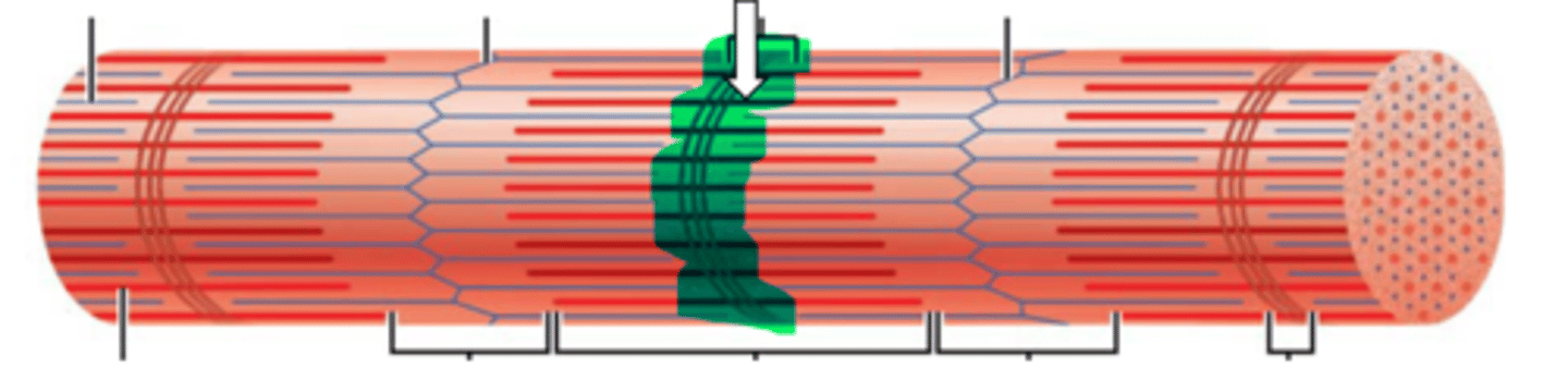 <p>name the structure</p>