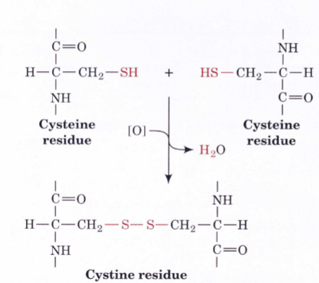 <p>Cysteine[CYS]→ non-essential</p>