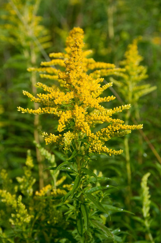 Common: goldenrod

Family: Asteraceae

Range: mostly native species in FL. All over East Coast, West to Louisiana.

Habitat: Likes disturbed areas.

Height: up to 7ft

Persistence: perennial, herbaceous.

Growth habit: Erect

Leaves: sessile (no petiole), elliptic in shape, variably pubescent, spiraled leaves

Tol: mod shade, readily resprouts after fire, drought tol high