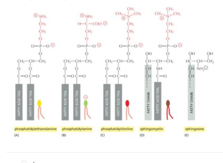 <p>The one without charge </p>