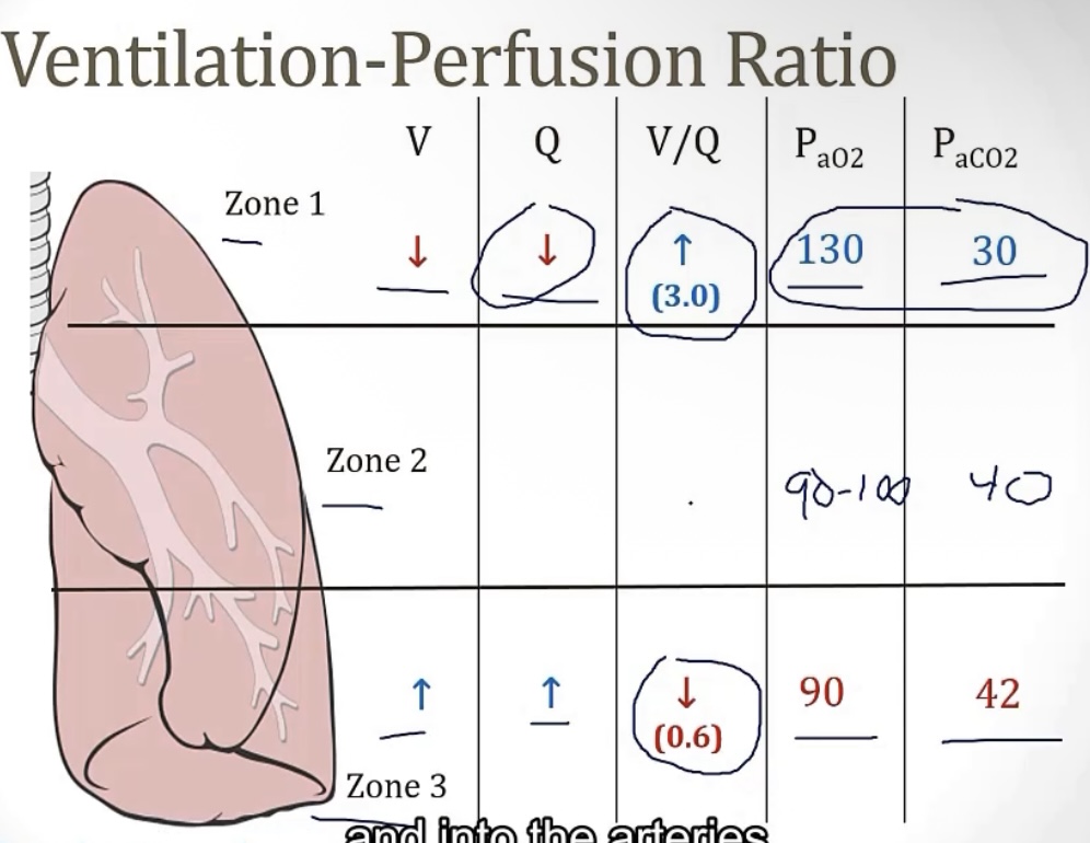 <p>-V/Q ratio; alveolar ventilation/pulmonary blood flow</p><p>-0.8</p><p>-lowest; greatest; blood flow</p>