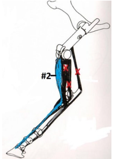 <p>Common Digital Extensor Muscle</p><p>Lower Leg: Extends</p><p>Tarsus: Flexes</p><p>Origination: Cranial, Proximal, Lateral end of the Tibia</p><p>Insertion: Extensor Process of P3</p>