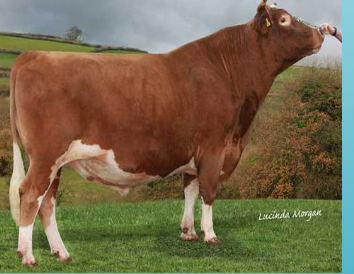 <p>What breed is this?</p>