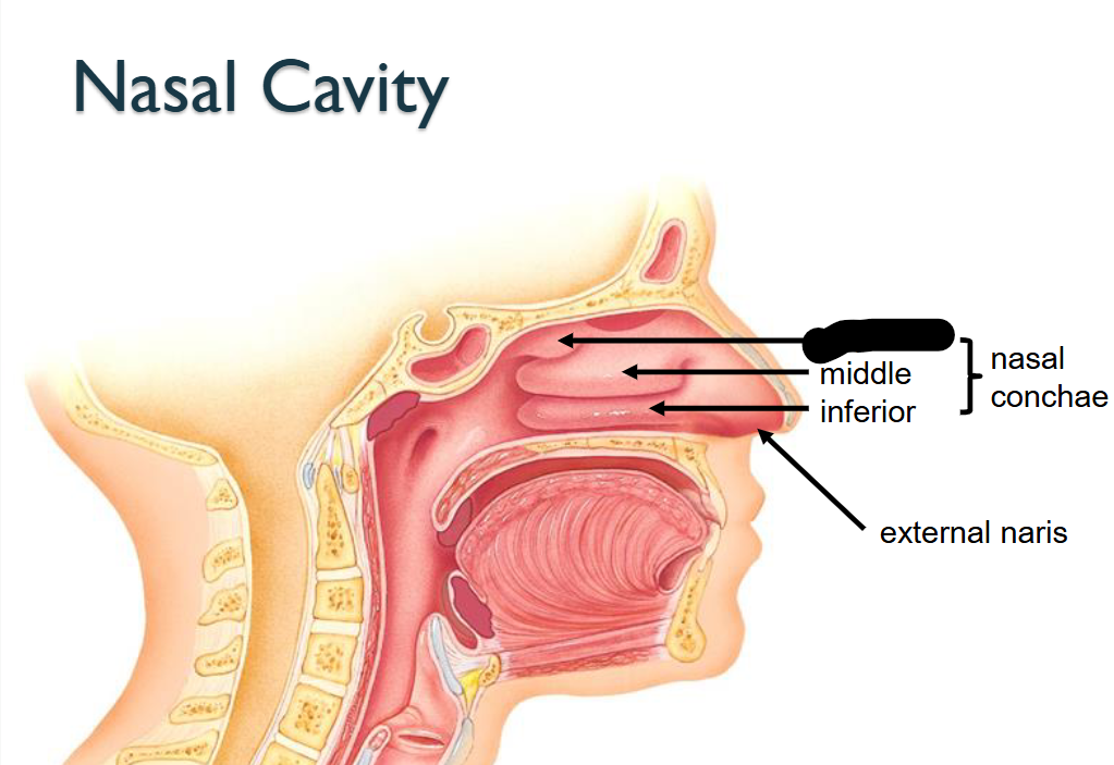 <p>What structure is this within the<strong> Nasal Cavity?</strong></p>