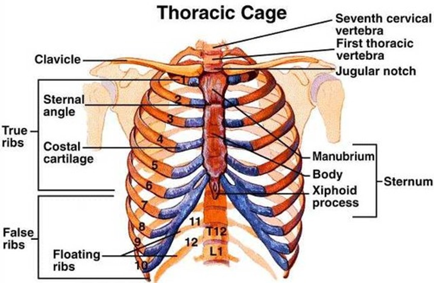 <p>12 total pairs, 1-7 true ribs, 8-10 false ribs that attach indirectly via cartilage, 11-12 floating ribs</p>