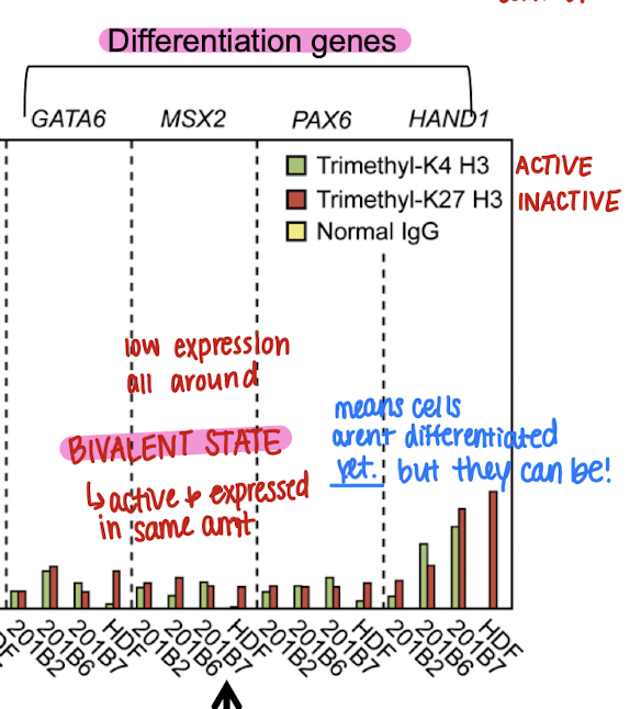 <p>very low, but in a bivalent state = cells aren’t differentiated YET (but they can be!)</p>