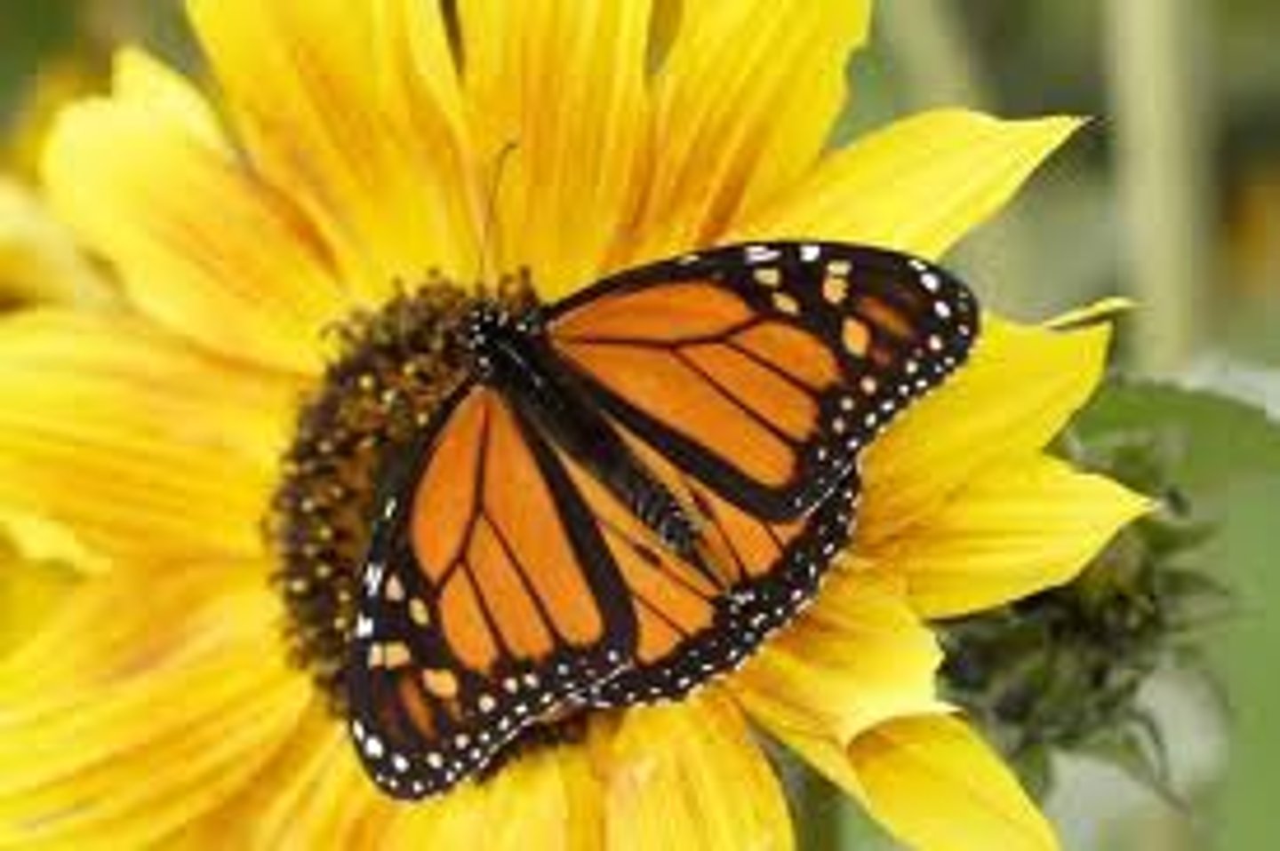 <p>transfer of pollen from the anther to the stigma of a plant</p>