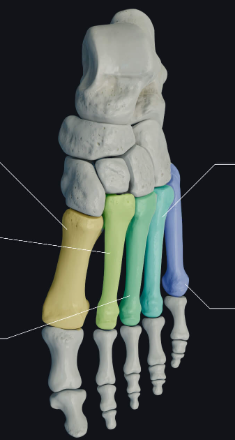 <p>5 long bones of the midfoot, numbered I–V (big toe = I → little toe = V). Form the arches of the foot.</p>