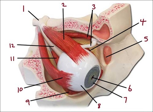 <p>Identify 10</p>