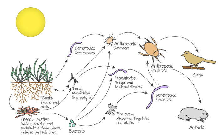 <p>Soil has both abiotic and biotic components that work together </p>