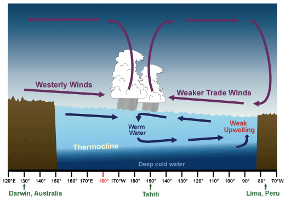 <p>•The trade winds decrease in strength when the air pressure patterns in the South Pacific are reversed</p><p>Normal flow of water away from South America decreases . This pushes the thermocline deeper and decreases upwelling</p><p>The sea surface temperature increases <em>to greater than normal (~3 degrees)</em> in the Eastern Pacific</p>
