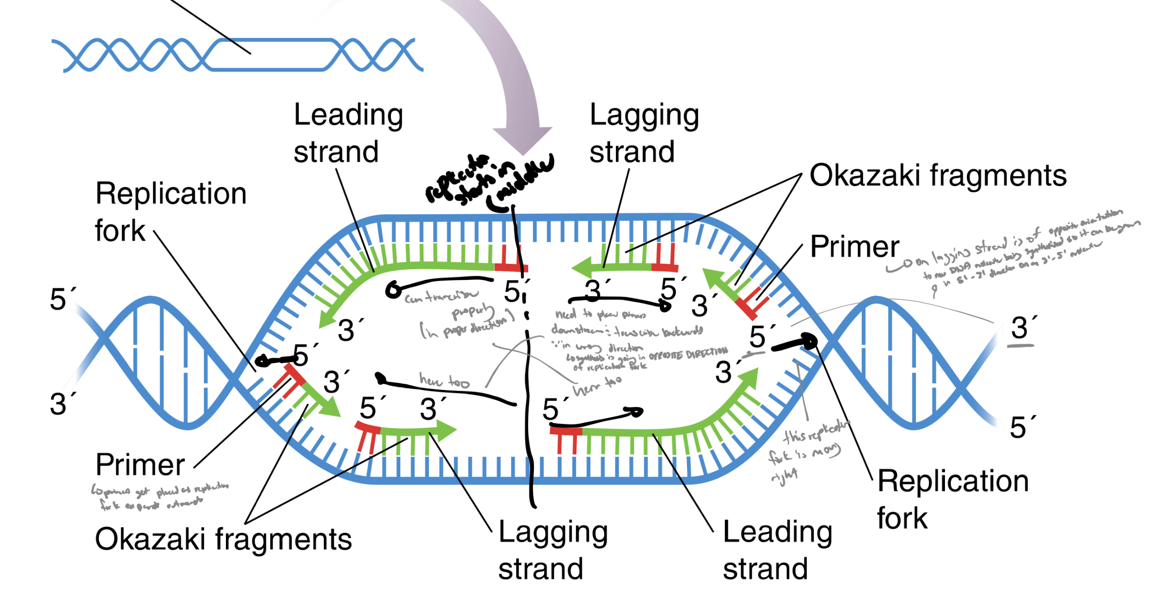 <p>in opposite directions</p><ul><li><p>the leading strand moves continuously from one rna primer</p></li><li><p>the lagging strand is synthesized using repeated primers placed as the replication fork moves (has to wait for 5’ primers to be placed as the replication fork moves downstream and then replicates dna back towards the center of the replication bubble) towards middle of replication bubble </p></li></ul><p></p><p>note: all dna is still synthesized in the 5’ to 3’ direction</p>