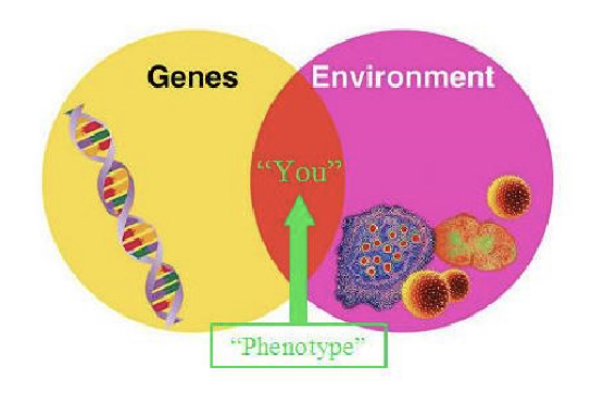 Biological psychologists are interested in trying to find the extent of which psychological characteristics (eg. Intelligence) are the product of inheritance (genes) or environmental influences
