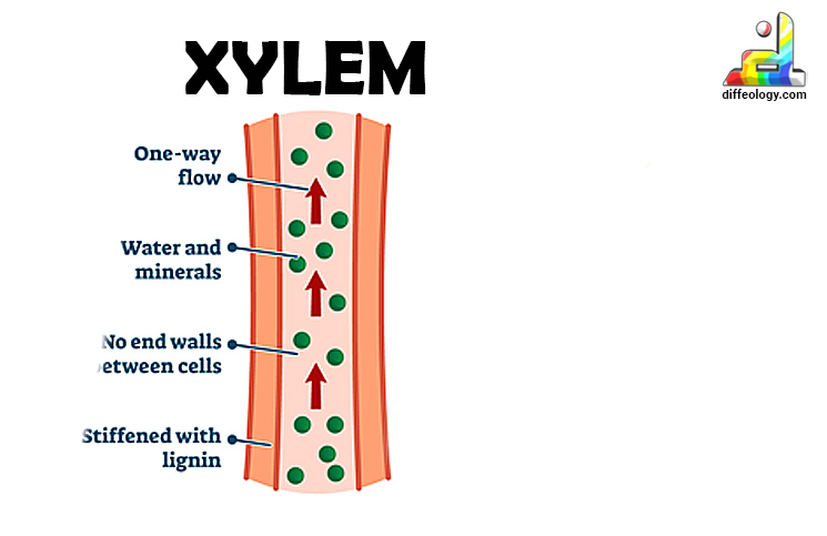 <p>Xylem</p>