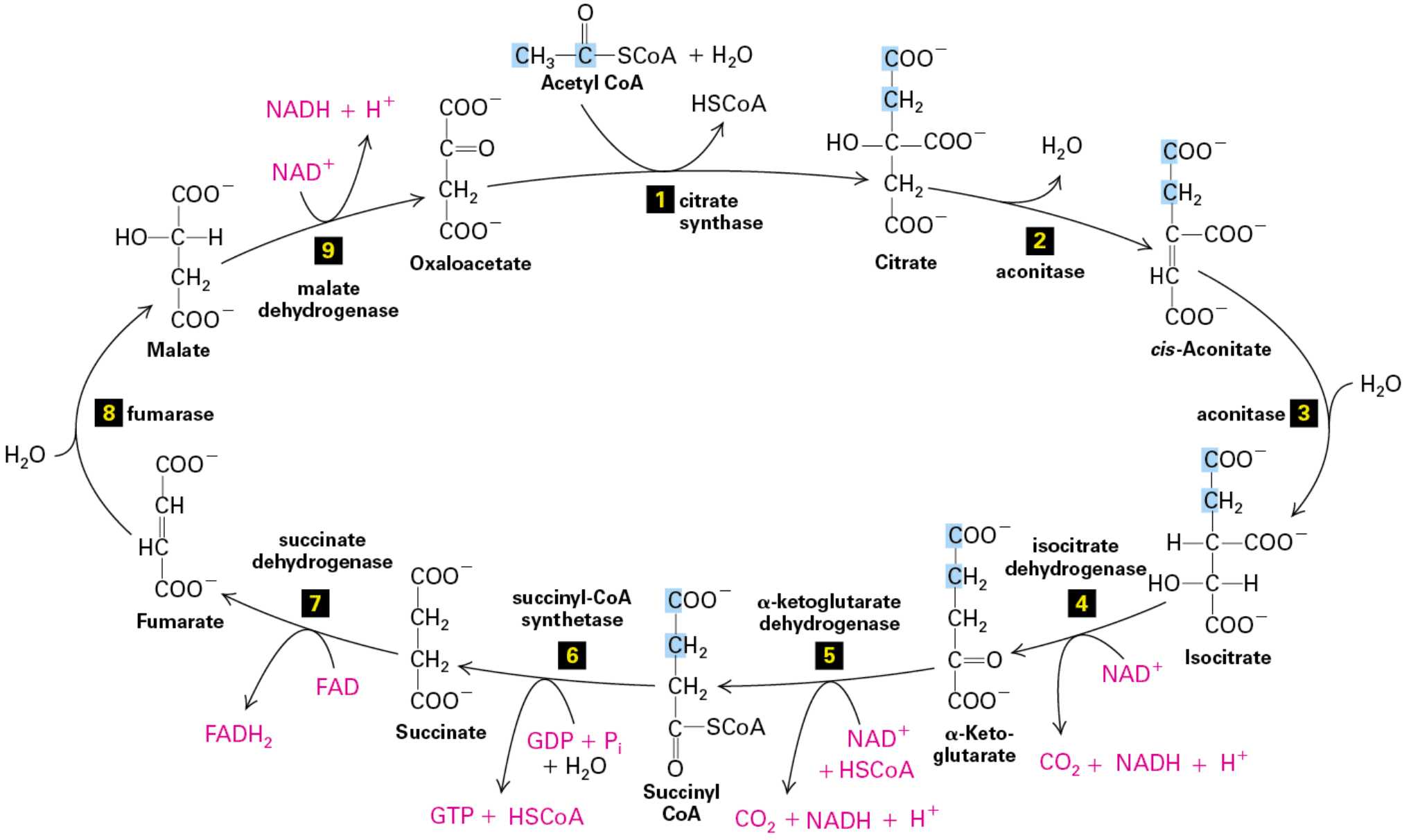 <ul><li><p>Stage II of metabolism</p></li><li><p>pyruvate <strong>enters</strong> cycle as C2 (2 carbon) acetyl group on acetyl-CoA</p><ul><li><p>bound to CoA (Coenzyme A) in 3-step process</p></li><li><p>1. Decarboxylation</p></li><li><p>2. Oxidation (NAD<sup>+</sup> → NADH)</p></li><li><p>3. Transfer of acetyl group</p></li><li><p>performed by <strong>huge</strong> pyruvate dehydrogenase complex</p></li><li><p>ΔGº’ = -80kcal/mol, basically irreversible rxn</p></li></ul></li><li><p>Krebs measured O<sub>2</sub> consumption of pigeon muscle w/ manometer (U-shaped pressure thingy)</p><ul><li><p>addition of citrate <strong>increased</strong> rate of consumption</p></li></ul></li></ul><ol><li><p>C2 acetyl group added to oxaloacetate (C4 carrier) by citrate synthase</p><ul><li><p>citrate formed</p></li><li><p>oxaloacetate binding to citrate synthase <strong>creates binding site </strong>for Acetyl-CoA (INDUCED FIT)</p></li></ul></li><li><p>Citrate converted → <em>cis</em>-Aconitate → isocitrate (less stable form)</p><ul><li><p>done by aconitase</p></li><li><p>H<sub>2</sub>O out, then H<sub>2</sub>O in</p></li></ul></li></ol><ol start="4"><li><p>C6 isocitrate converted → ⍺-ketoglutarate</p><ul><li><p>done by isocitrate dehydrogenase</p></li><li><p>also converts NAD<sup>+</sup> → <strong>C</strong>O<sub>2</sub> + NADH + H<sup>+</sup></p></li></ul></li><li><p>⍺-ketoglutarate converted → C4 Succinyl-CoA</p><ul><li><p>done by ⍺-ketoglutarate dehydrogenase (same steps as pyruvate dehydrogenase)</p></li><li><p>also converts NAD<sup>+</sup> + <strong>HSCoA </strong>→ <strong>C</strong>O<sub>2</sub> + NADH + H<sup>+</sup></p></li></ul></li><li><p>Succinyl CoA converted → Succinate</p><ul><li><p>done by succinyl-CoA synthetase</p></li><li><p>also converts GDP + P<sub>i</sub> + H<sub>2</sub>O → GTP + HSCoA</p></li></ul></li><li><p>Succinate converted → Fumarate</p><ul><li><p>done by succinate dehydrogenase</p></li><li><p>also converts FAD → FADH<sub>2 </sub>(less energy to reduce than NAD)</p></li></ul></li><li><p>Fumarate converted → Malate</p><ul><li><p>done by fumarase</p></li><li><p>H<sub>2</sub>O comes in</p></li></ul></li><li><p>Malate converted back to <strong>oxaloacetate</strong></p><ul><li><p>done by malate dehydrogenase</p></li><li><p>also converts NAD<sup>+</sup> → NADH + H<sup>+</sup></p></li></ul></li></ol><p></p>