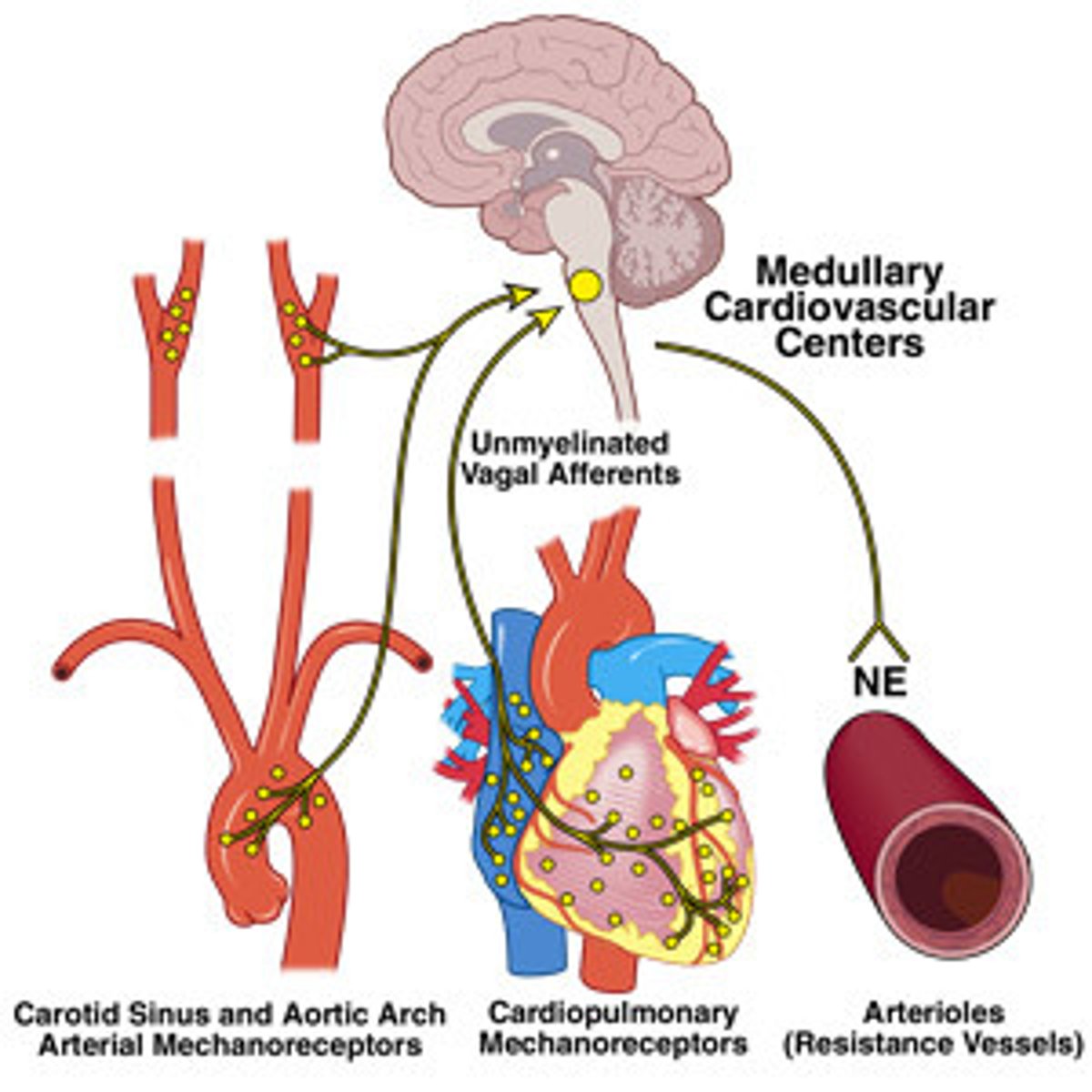 <p>the area of the medulla that regulates the cardiovascular system</p>