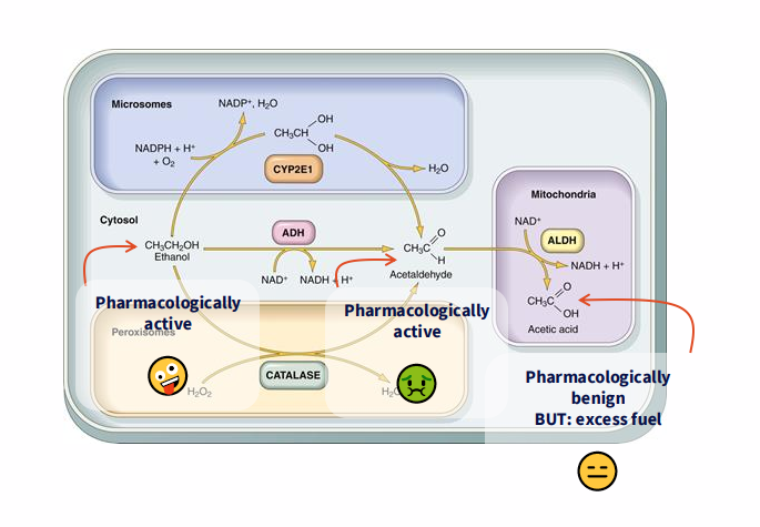 <p>STEP 2 METABOLISM</p>