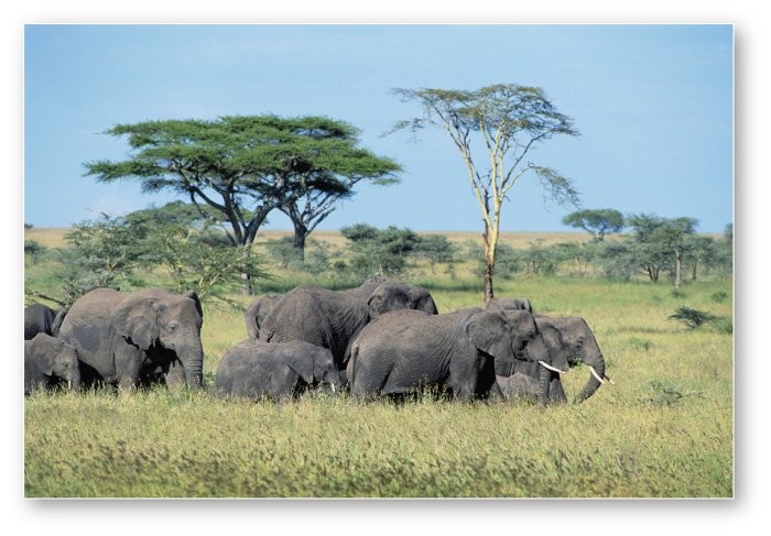 <p><span>Acacias and elephants in southern Africa are indicative of which biome?</span></p>