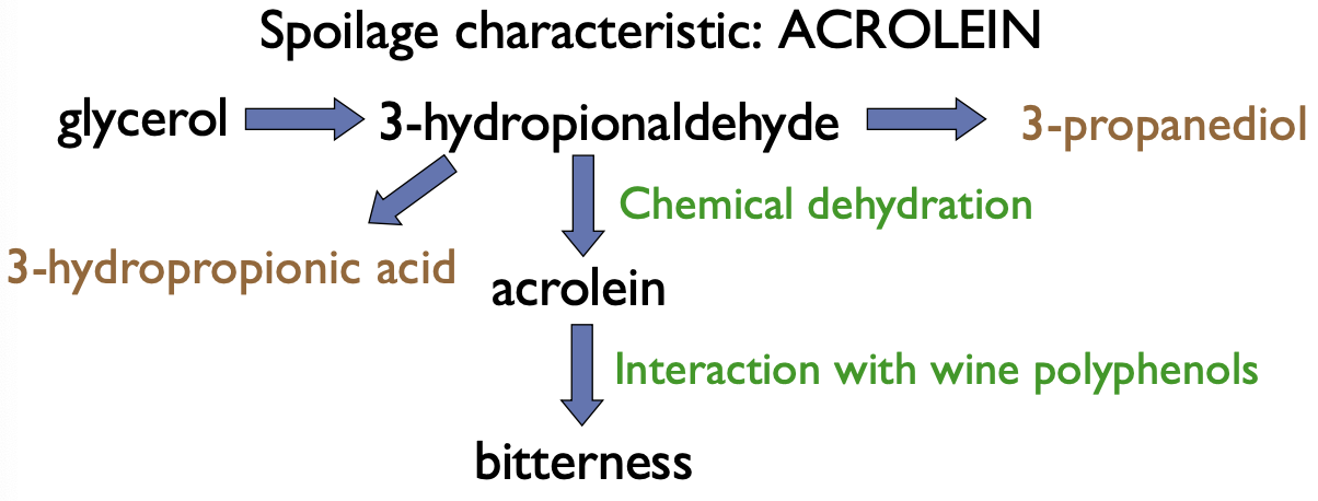 <p>Bitterness </p><p></p><p>important factors: </p><ul><li><p>strain</p></li><li><p>low glu and fru </p></li><li><p>oxygen (potentially)</p></li><li><p>more likely in red wine</p></li><li><p>pH and SO2 </p></li></ul><p></p>