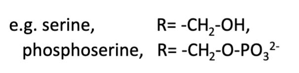 <p>Addition of NEGATIVELY CHARGED phosphate group to the R-group of a…</p><ul><li><p>serine </p></li><li><p>threonine</p></li><li><p>tyrosine</p></li></ul><p></p>