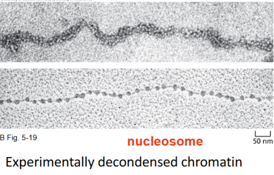 <p>Nucleosome is the basic structural unit (can be experimentally decondensed from fiber)</p><ul><li><p>each has 147 pairs</p></li></ul><p></p>