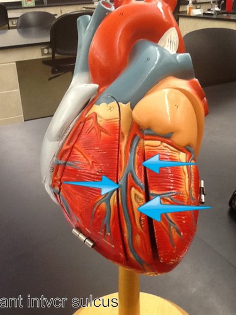 <p>marks the boundary between the ventricles anteriorly</p><p>Function: pathway anterior interventricular blood vessels</p>