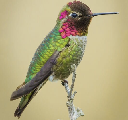 <ul><li><p>straight, shortish bill</p></li><li><p>fairly broad tail</p></li><li><p>tail extends beyond the wingtips when perched</p></li><li><p>reddish , pink throat</p></li></ul><p></p>