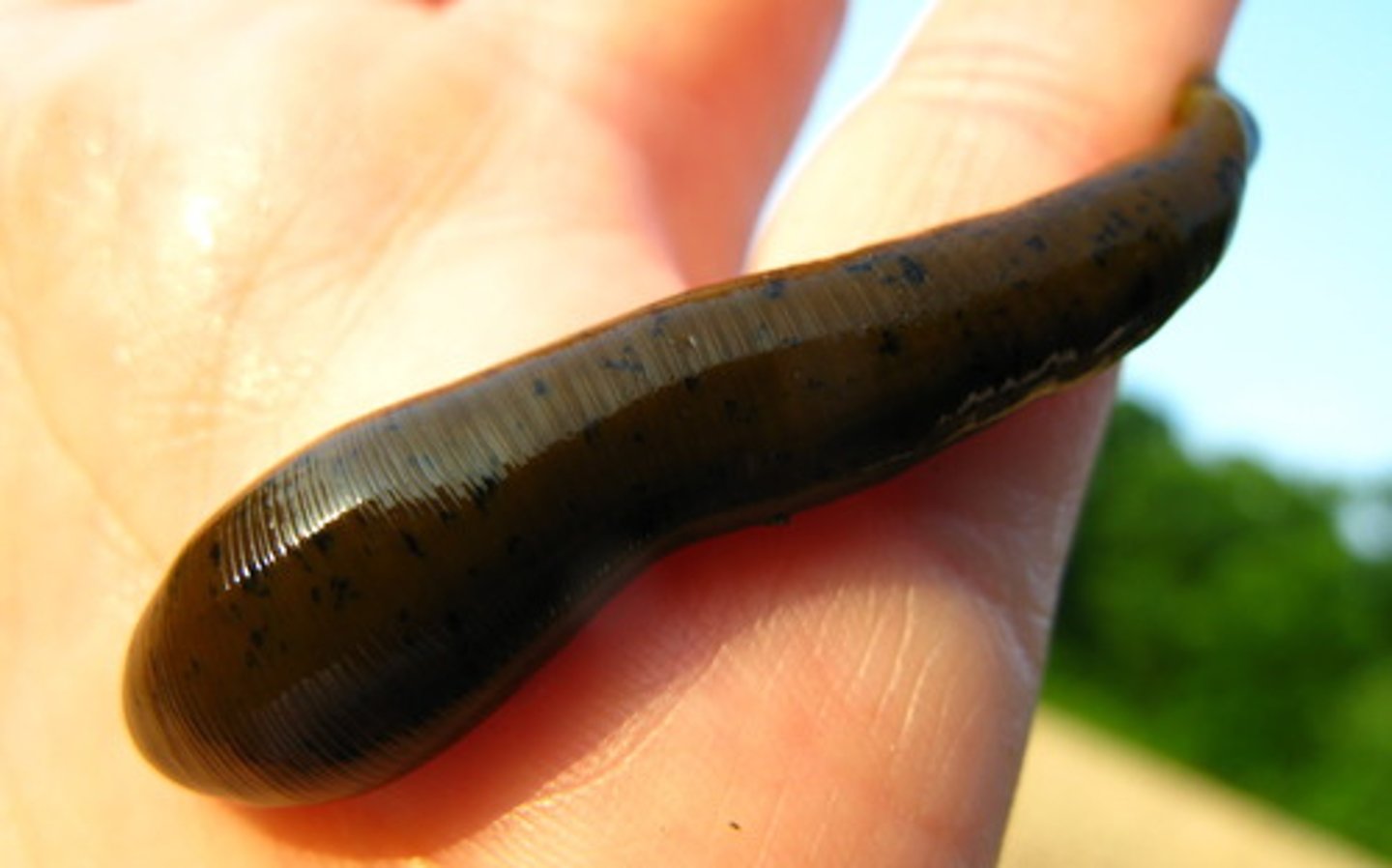 <p>Leeches</p>