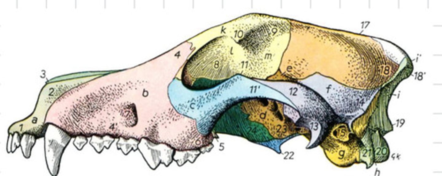 <p>What animal skull is this?</p>