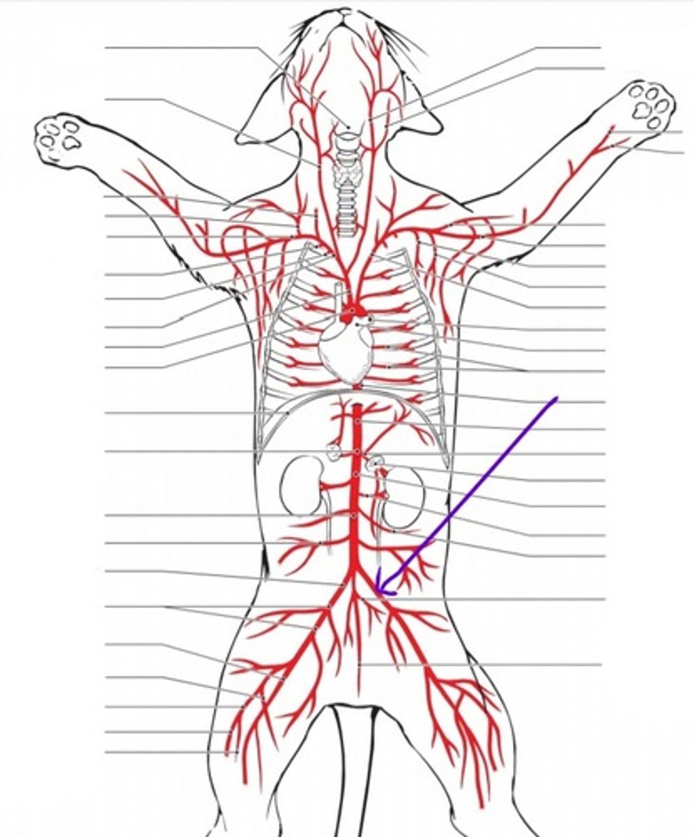 <p>identify the artery</p>