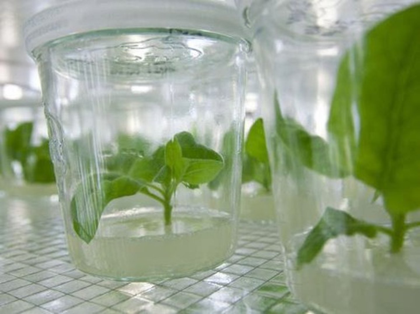 <p>The steps involved in tissue culture: goal setting, explant preparation, aseptic culture establishment, shoot production, rooting, and transfer to sterile conditions.</p>