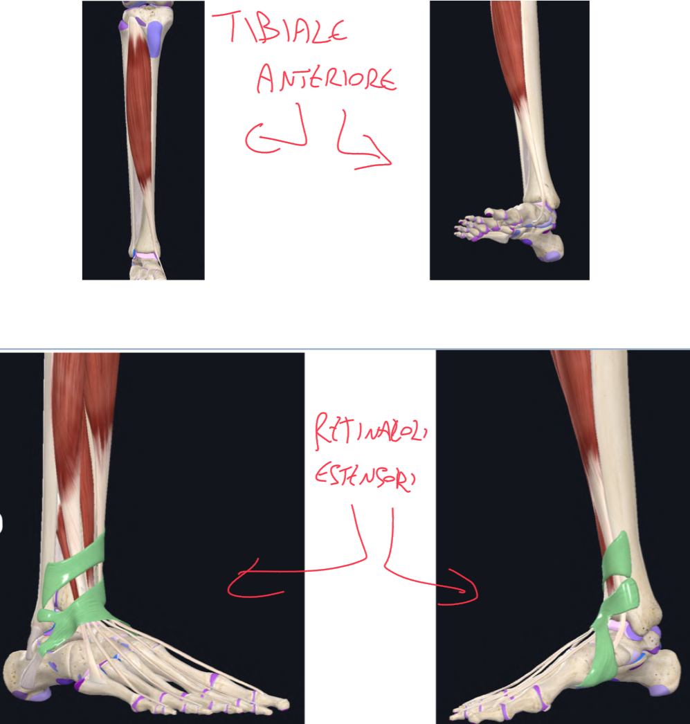 <p>I muscoli del compartimento anteriore della gamba sono ESTENSORI DEL PIEDE E DELLE DITA (flessori dorsali):</p><ul><li><p>Sono speculari ai muscoli profondi del compartimento posteriore</p></li><li><p>Muscolo Tibiale Anteriore</p></li><li><p>Muscolo estensore lungo delle dita e dell’alluce</p></li><li><p>Muscolo fibulare terzo</p></li></ul><p>MUSCOLO TIBIALE ANTERIORE:</p><ul><li><p>Origine → superficie laterale tibia e membrana interossea</p></li><li><p>Inserzione → passa anteriormente l’articolazione della caviglia verso il margine mediale del piede, raggiunge la pianta del piede e si INSERISCE su cuneiforme mediale e primo metatarso</p></li><li><p>Funzione → flessione dorsale del piede (estensione) e inversione.</p></li></ul><p>RETINACOLI DEGLI ESTENSORI:</p><ul><li><p>I tendini del compartimento anteriore passano sotto al retinacolo degli estensori che funge da puleggia mantenendo i tendini aderenti allo scheletro.</p></li><li><p>Retinacolo superiore degli estensori → tra i margini anteriori di tibia e fibula</p></li><li><p>Retinacolo inferiore degli estensori → a forma di Y, dal calcagno al malleolo mediale e sotto il margine mediale del piede</p></li></ul><p></p>