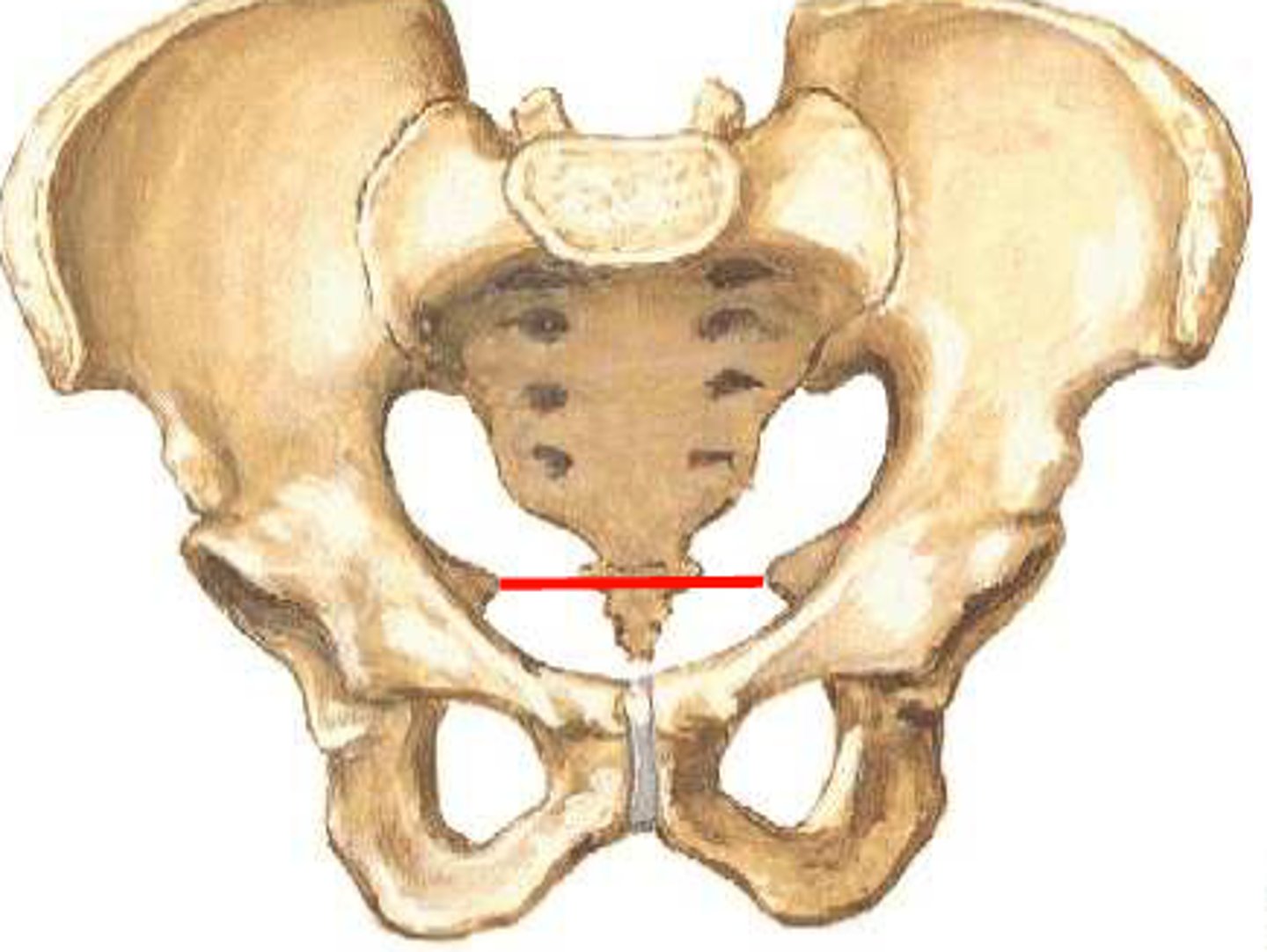 <p>process of measuring the pelvis</p>