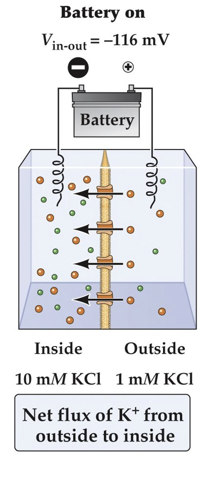 <p>$$K^{+}$$ will move against its concentration gradient, from outside to inside the cell.</p>