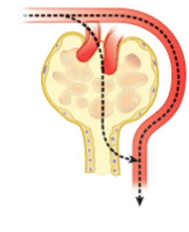 • Plasma Clearance  **is less than GFR.**

ex: glucose 