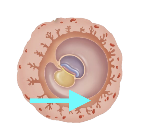 <p>What structure is shown?</p>