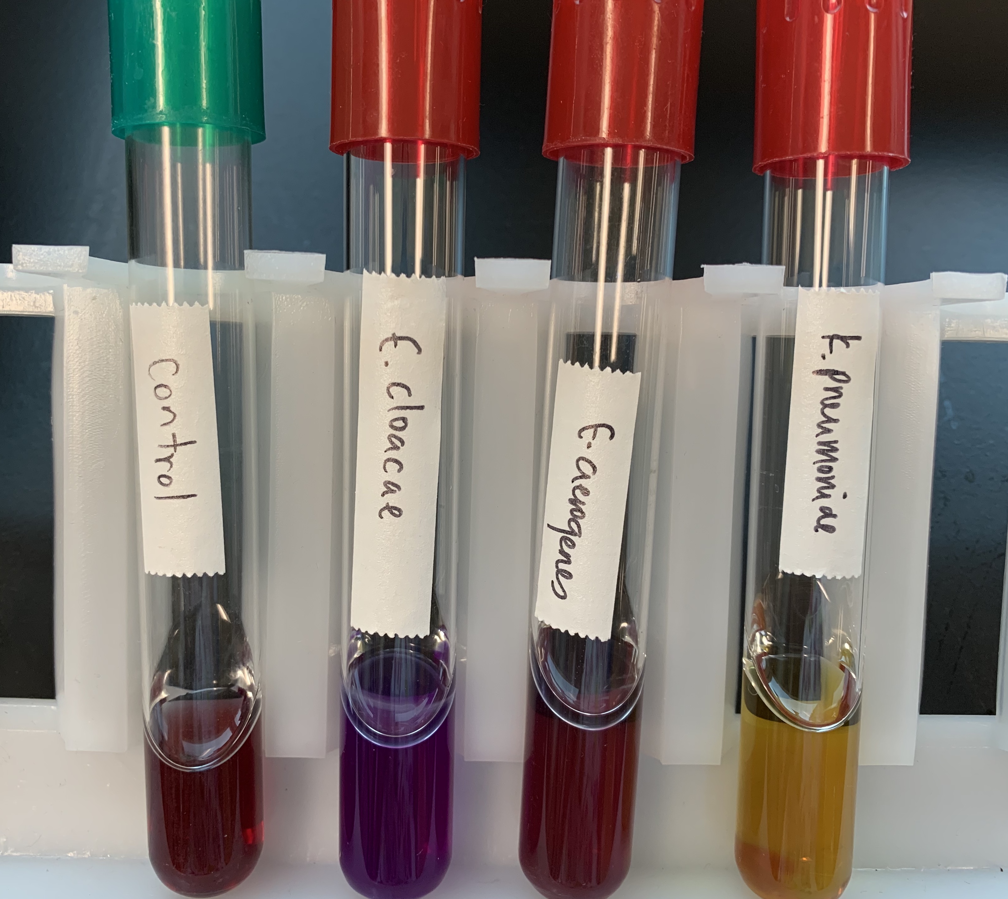 <p>What does a Positive and Negative Test mean for Production of Decarboxylase? </p>