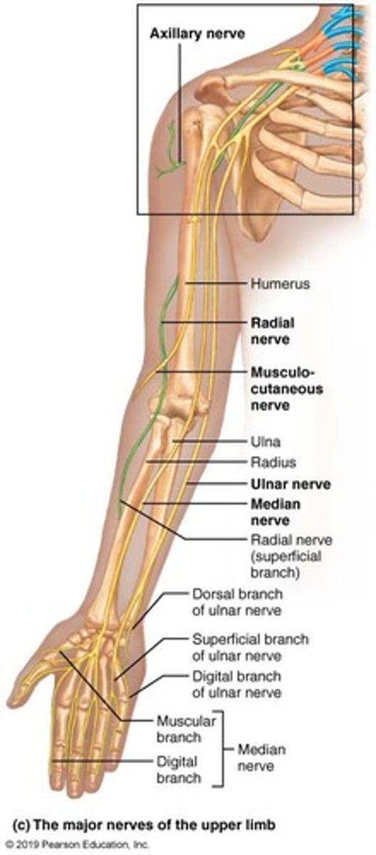 <p>Supplies the skin and muscles of the shoulder.</p>