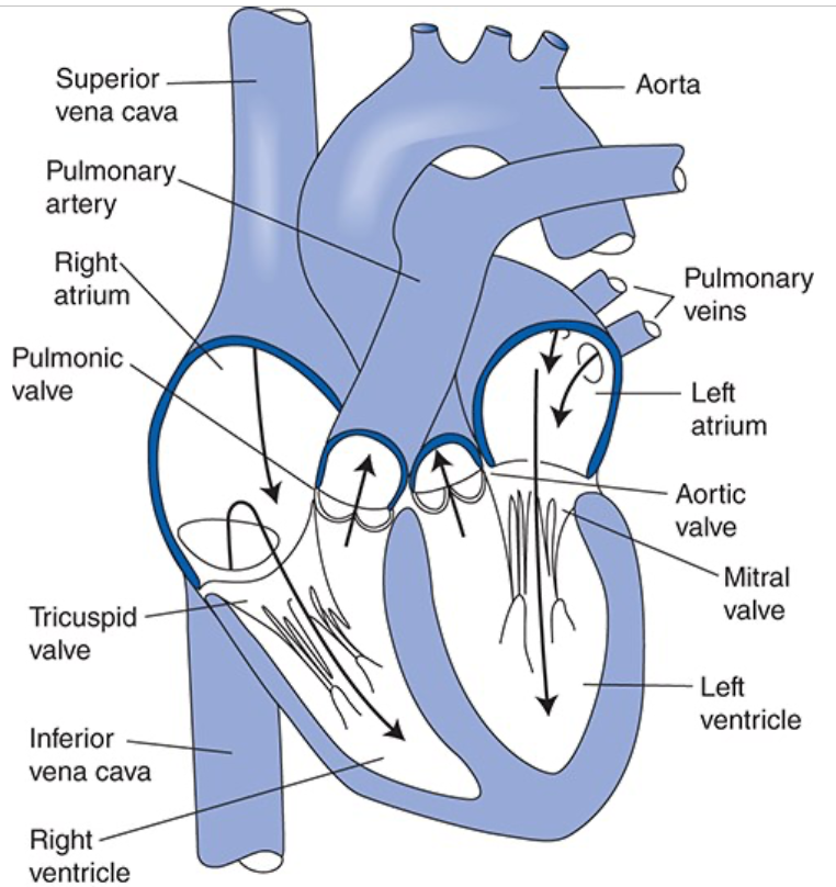 <ul><li><p><span>Venous blood returns from the systemic organs to the right atrium via the superior and inferior venae cavae</span></p><ul><li><p><span>Passes through the tricuspid valve into the right ventricle and then is pumped through the pulmonic valve into the pulmonary circulation via the pulmonary arteries</span></p></li></ul></li><li><p><span>Blood is reoxygenated in the capillaries of the lung</span></p></li><li><p><span>Oxygenated pulmonary venous blood flows in pulmonary veins to the left atrium and passes through the mitral valve into the left ventricle</span></p><ul><li><p><span>Pumped through the aortic valve into the aorta to be distributed to the systemic organs</span></p></li></ul></li></ul><p></p>