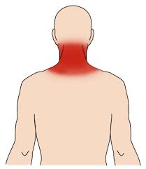 <p>neck</p>