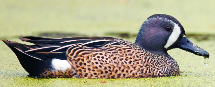 <p>What bird is this?</p>